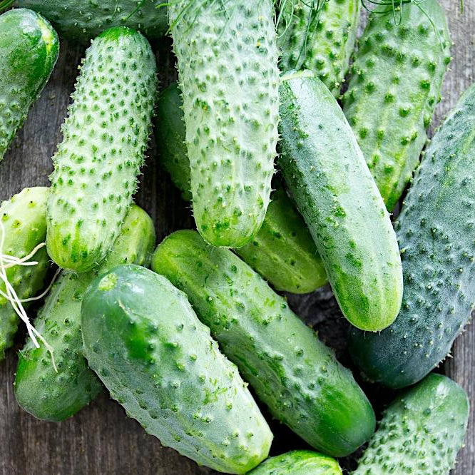 Gurka ‘Śremski F1’ – frön