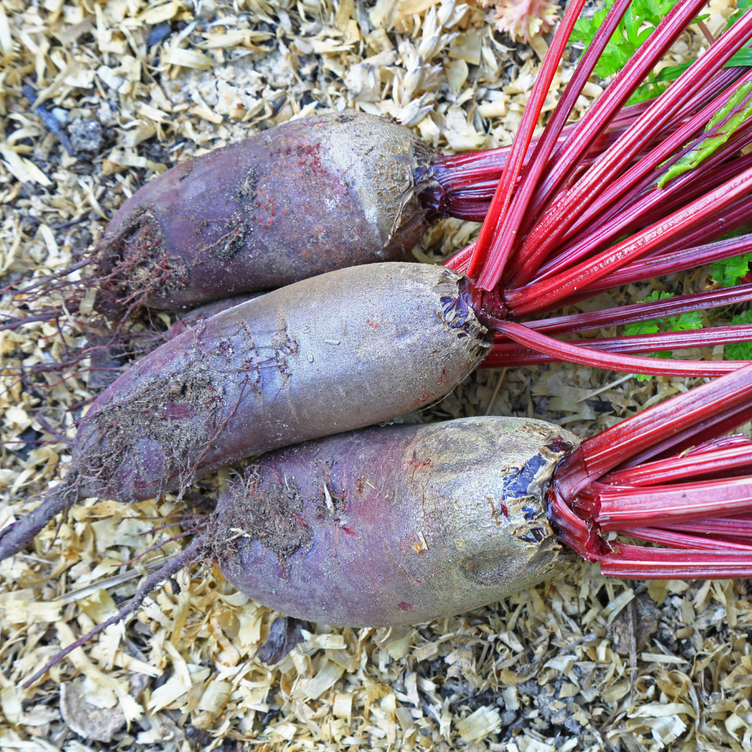 Rödbeta ‘Opolski’ – frön