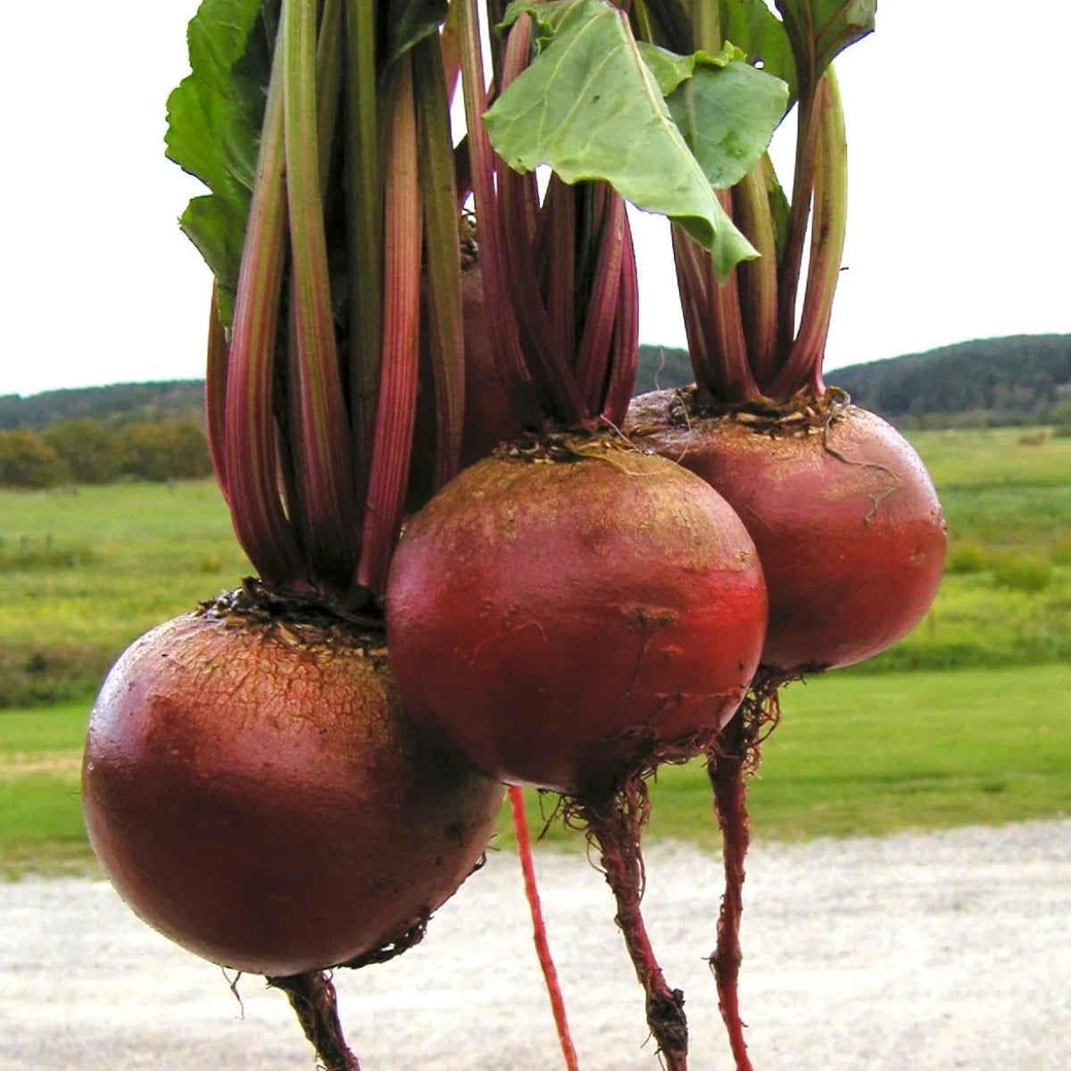 Rödbeta ‘Detroit’ – frön